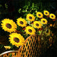 ⏳【Limited Offer】BUY 2 SAVE 10%!!🌻Sunflower Solar Lights – Glowing Decor for Garden ✨🌿Waterproof 🌧️ | No Wiring💡