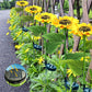 ⏳【Limited Offer】BUY 2 SAVE 10%!!🌻Sunflower Solar Lights – Glowing Decor for Garden ✨🌿Waterproof 🌧️ | No Wiring💡