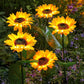⏳【Limited Offer】BUY 2 SAVE 10%!!🌻Sunflower Solar Lights – Glowing Decor for Garden ✨🌿Waterproof 🌧️ | No Wiring💡